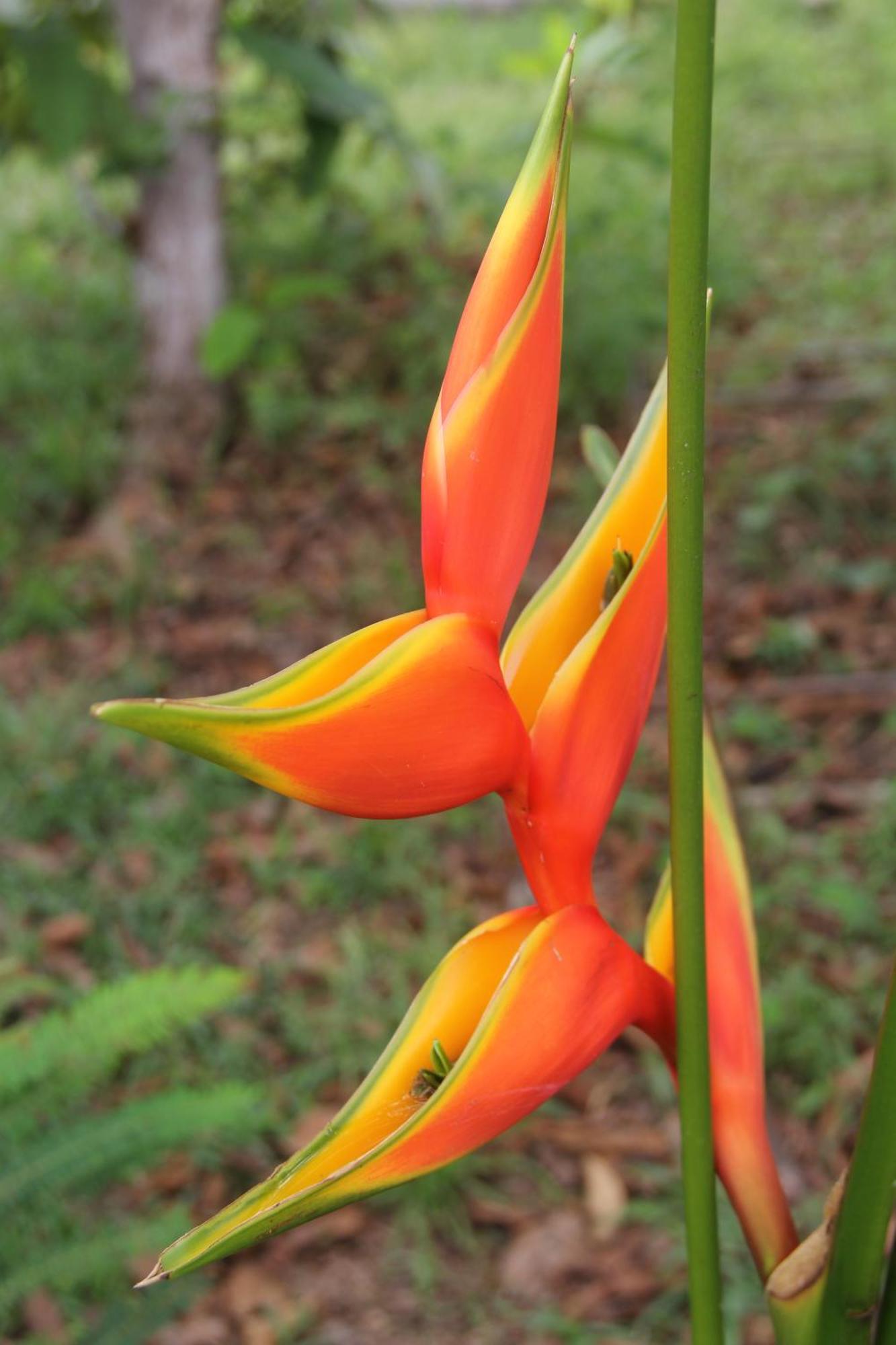 Purachata Ecolodge Iquitos Eksteriør bilde