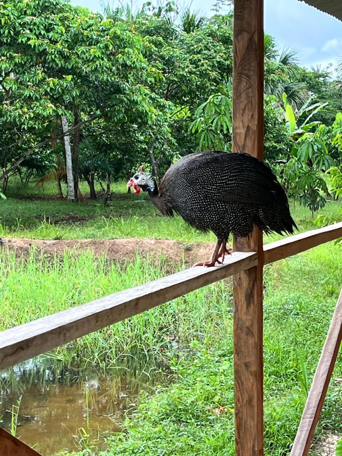 Purachata Ecolodge Iquitos Eksteriør bilde