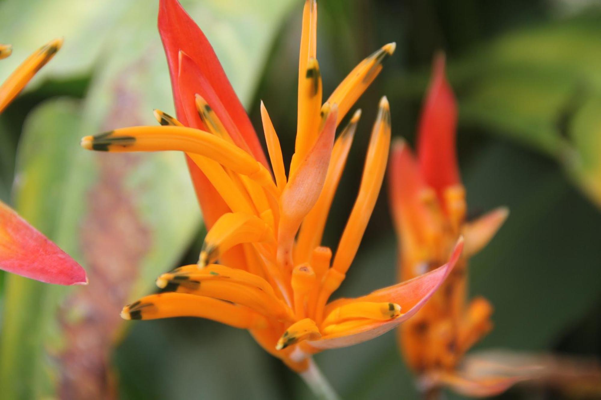 Purachata Ecolodge Iquitos Eksteriør bilde