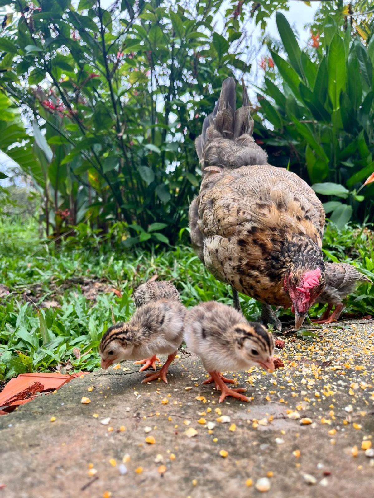 Purachata Ecolodge Iquitos Eksteriør bilde