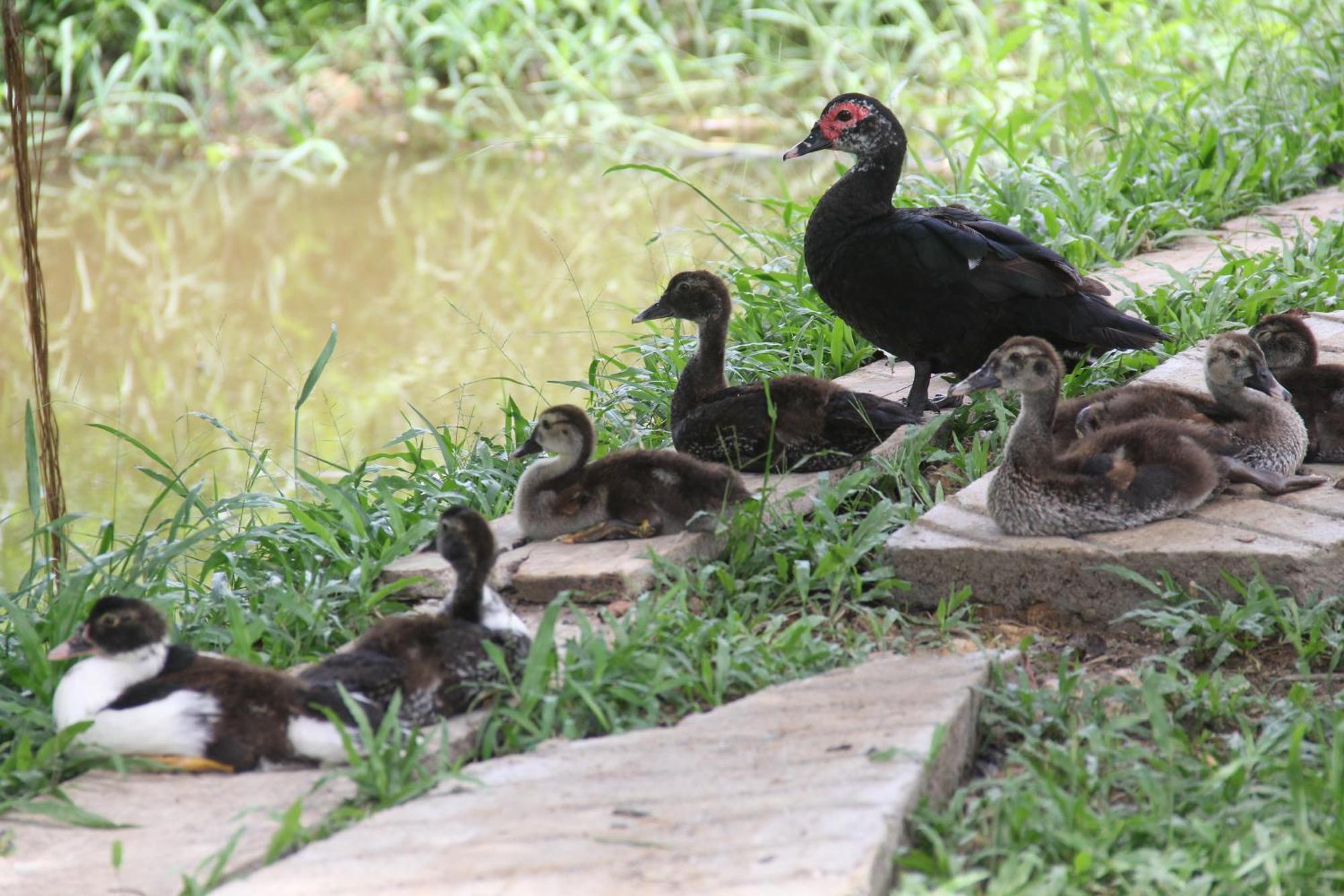Purachata Ecolodge Iquitos Eksteriør bilde
